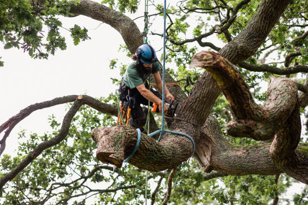 Best Tree Trimming and Pruning  in Pinebluff, NC