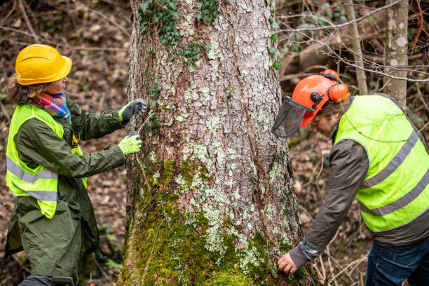 Professional Tree Care in Pinebluff, NC
