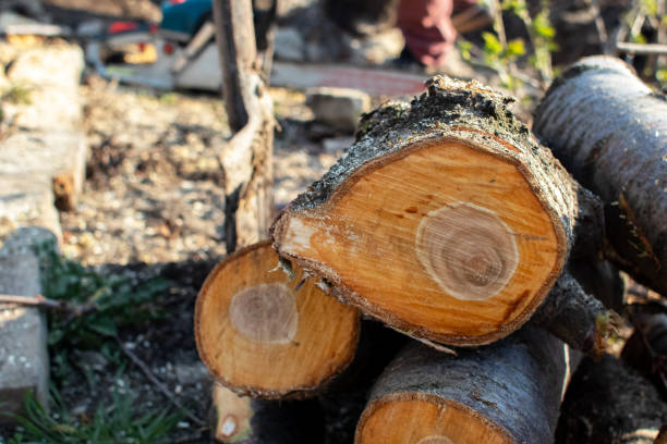 Best Arborist Consultation Services  in Pinebluff, NC