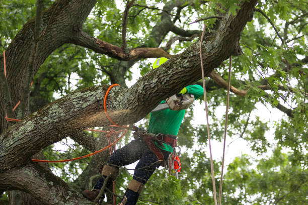Best Lawn Pest Prevention  in Pinebluff, NC