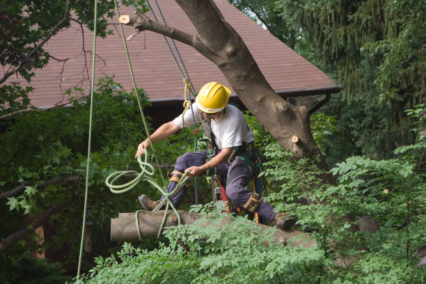Best Pest Control for Lawns  in Pinebluff, NC