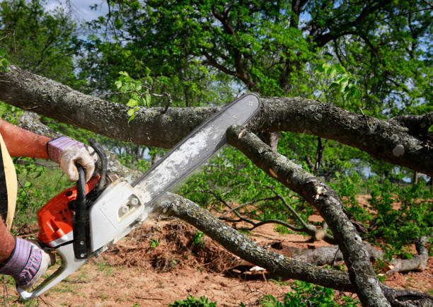 How Our Tree Care Process Works  in  Pinebluff, NC